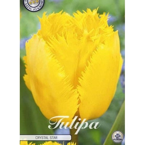 Tulpan Crystal Star 10-pack